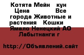 Котята Мейн - кун › Цена ­ 19 000 - Все города Животные и растения » Кошки   . Ямало-Ненецкий АО,Лабытнанги г.